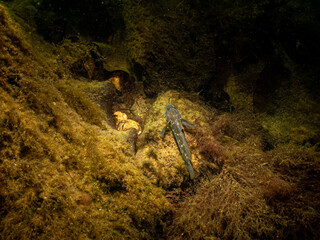Obraz premium A closeup picture of a Black Goby, Gobius niger in a beautiful marine environment. Picture from Oresund, Malmo in southern Sweden.