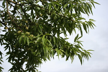 Almond tree | Amendier