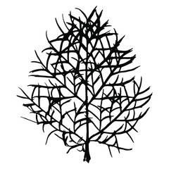 Imprint of a natural field grass leaf. Black silhouette of ornamental grass. Botanical vector illustration. Suitable for design, pattern, print, postcards.