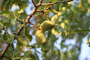 Almond on the tree | Amende sur l'arbre