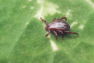 A dangerous parasite and infection carrier mite sitting on a green leaf