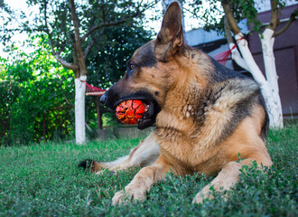 a big handsome dog playing with a ball in the backyard