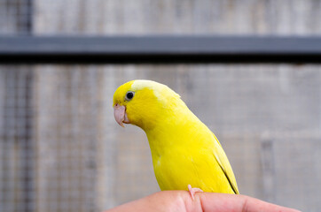 Fototapeta premium cute american yellow forpus in the outdoor cage