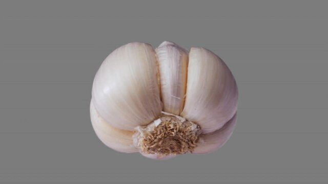 Fresh garlic spin and float - isolated on neutral gray. Seamless loop for unlimited duration. Alpha channel included for compositing projects.