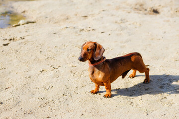 Red Dachshund walks on the sand in Sunny weather.