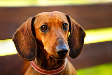 Close-up portrait of a red-haired purebred Dachshund sitting and posing on a Park bench.