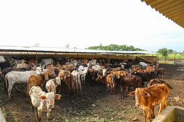 indian dairy farming, indian cattle