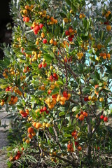 Arbutus | Arbouse
