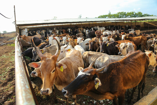 Indian Dairy Farming, Indian Cattle