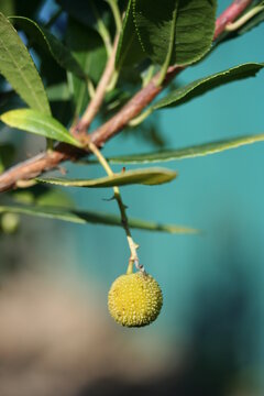 Arbutus | Arbouse