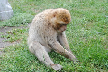 macaque sitting on the graas