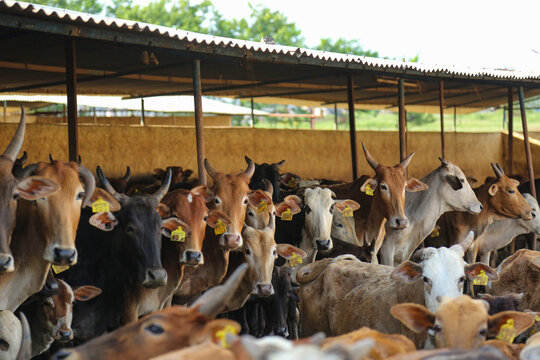 indian dairy farming, indian cattle