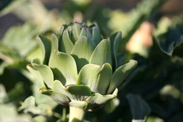 Artichoke | Artichaut