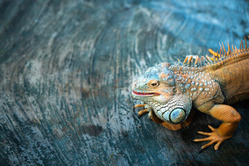 Iguana with colorful textured leather on dark surface 