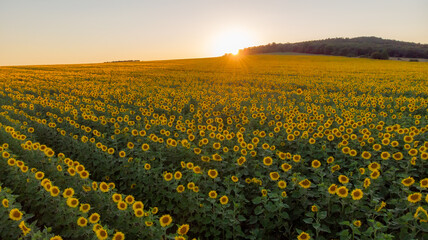 Fototapeta premium Sunflowers