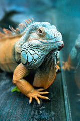 Close up view of colorful iguana on grey surface 