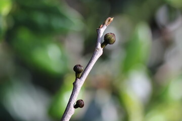 Paw Paw | Asimine