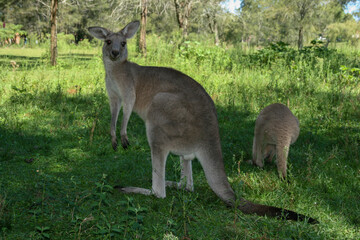 Naklejka na ściany i meble Kangaroo in a park, New South Wales, Australia