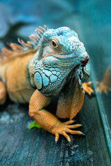 Selective focus of iguana near glass of terrarium  