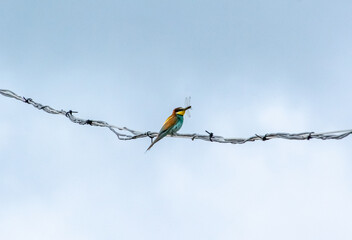 Bee-eater