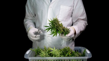 A man in a white robe and gloves makes cannabis trimmings, preparing cannabis cones for further...