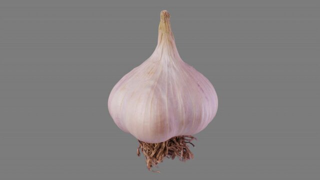 Fresh garlic spin and float - isolated on neutral gray. Seamless loop for unlimited duration. Alpha channel included for compositing projects.