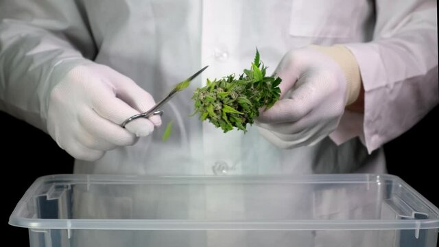 A man in a white robe and gloves makes cannabis trimmings, preparing cannabis cones for further drying. 