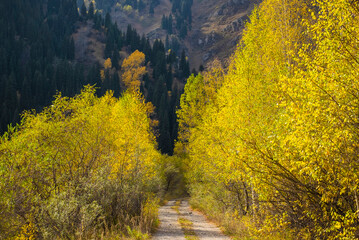 Beautiful autumn landscape, empty mountain road and bright yellow trees. Kazakhstan, Almaty region.