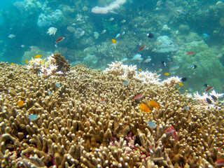 Fototapeta na wymiar Diving at Great Barrier Reef, Outer Reef
