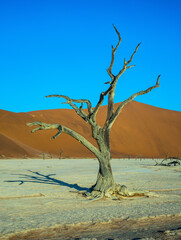 Beautifully  a dry tree