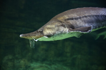 Sturgeon fish swim at the bottom of the aquarium. Fish underwater. © IvSky