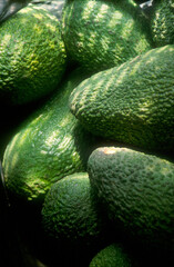 Avocado | Avocat