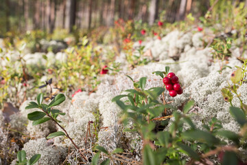 City Smiltene, Latvia.White moss in the forest.
