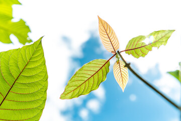 Fototapeta na wymiar Mitragyna speciosa,mitragyna speciosa korth (kratom) a drug from plant to a category 5 in thailand 