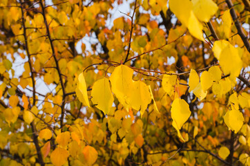 bright yellow autumn leaves on tree branches