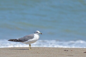 海辺にたたずむ　うみねこ