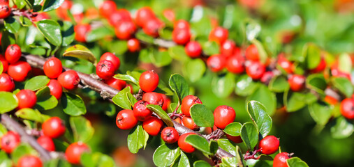 Many red fruits on the branches of a cotoneaster horizontalis bush in the garden in autumn