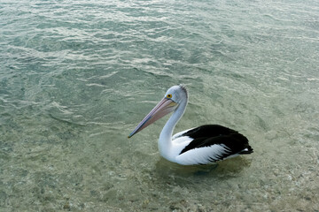 Pelican swimming in Shark Bay, Western Australia