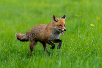 Cute Red Fox, Vulpes vulpes in fall forest. Beautiful animal in the nature habitat. Wildlife scene...