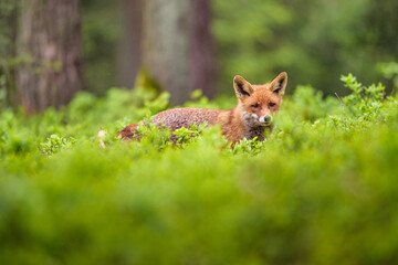 Cute Red Fox, Vulpes vulpes in fall forest. Beautiful animal in the nature habitat. Wildlife scene from the wild nature. Red fox running in orange autumn leaves