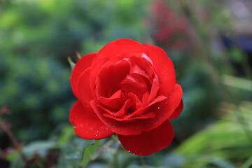 Red rose with raindrops in the autumn garden