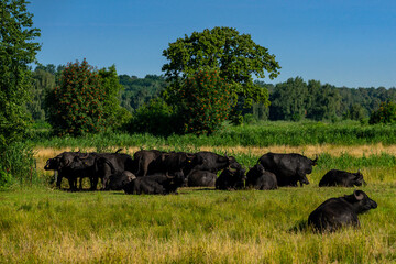 Fototapeta na wymiar Wasserbüffel Herde auf einer Wiese bei schönen Wetter