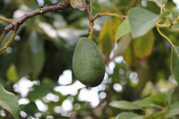 Avocado | Avocat