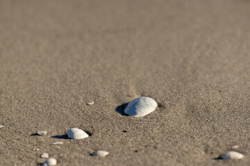Fototapeta na wymiar Weiße Muscheln am Strand im Sand