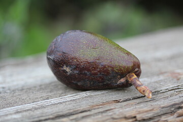 Avocado | Avocat