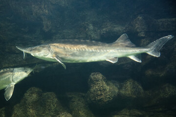 Sturgeon fish swim at the bottom of the aquarium. Fish underwater.