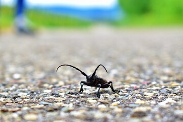 beetle on the ground