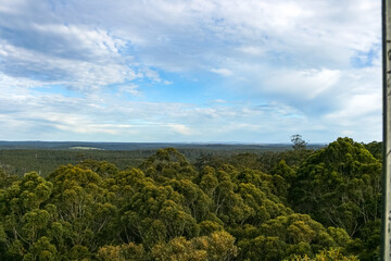 Obraz premium Pemberton Tree, Second Highest Fire Lookout Tree in Australia, Western Australia