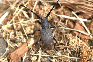 beetle on the ground