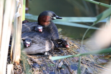 Little Grebe and chicks on nest Germany © Frank Fichtmüller